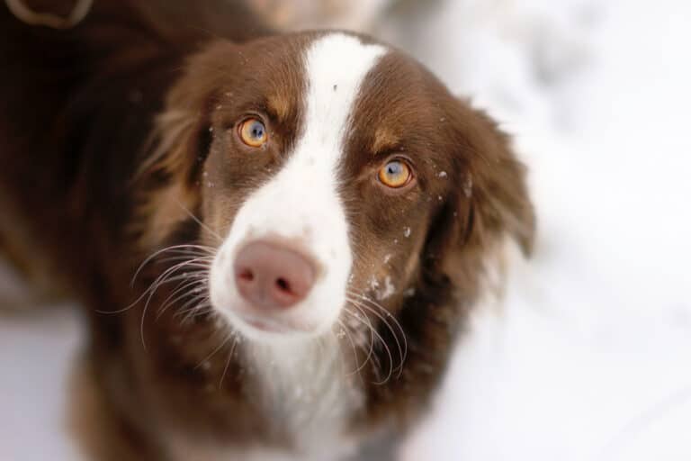 Hunde TierPunkt