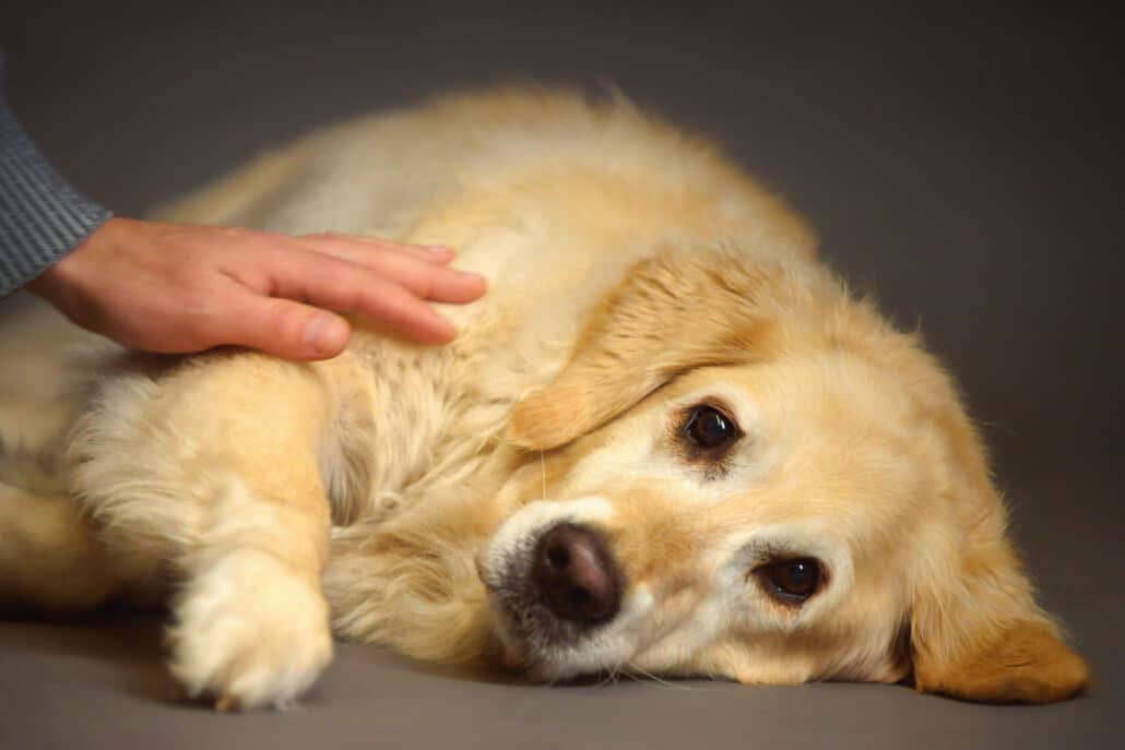 Gegarte Knochen sind für den Hund gefährlich TierPunkt