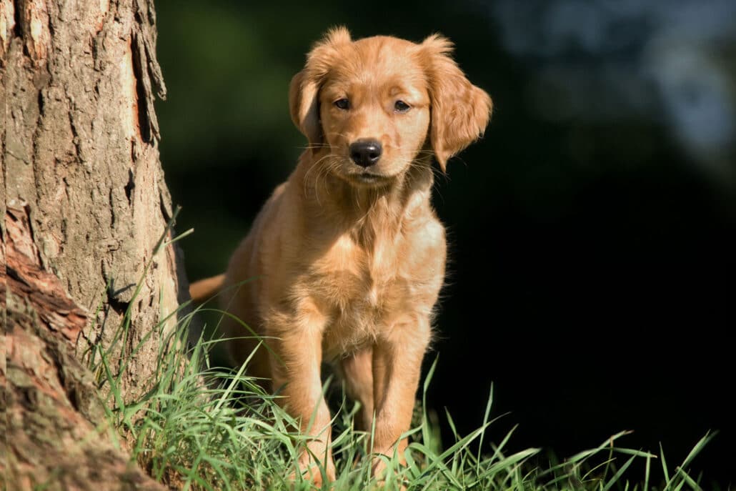 Gegarte Knochen sind für den Hund gefährlich TierPunkt