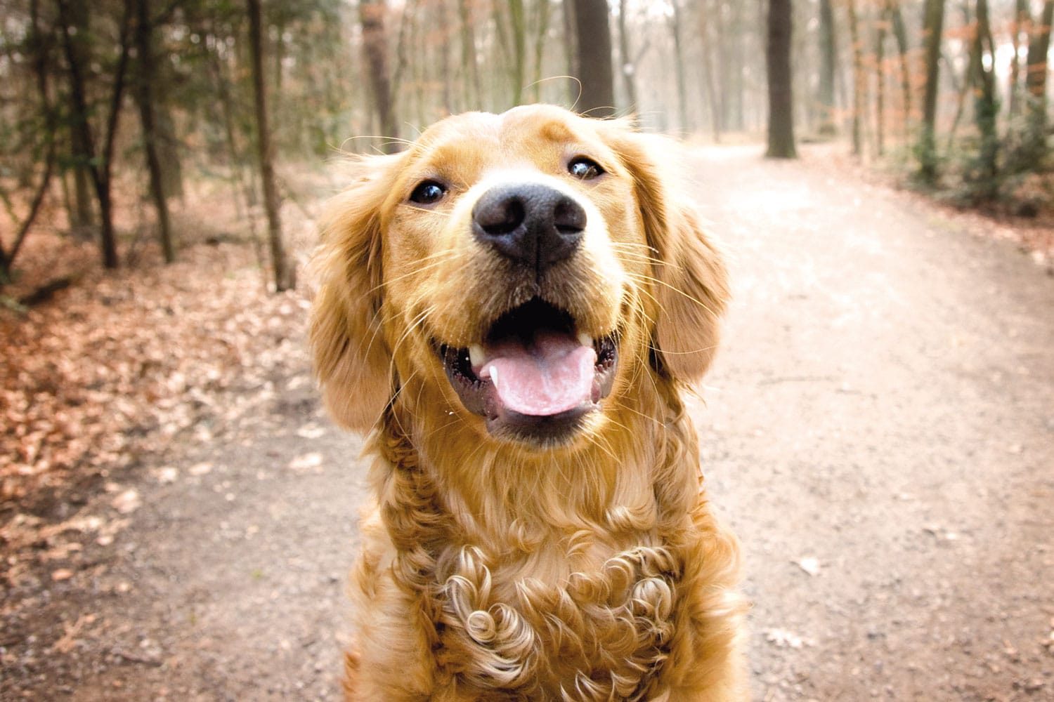 Gegarte Knochen sind für den Hund gefährlich TierPunkt